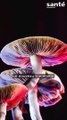 Les champignons hallucinogènes : un nouveau traitement contre la dépression ?