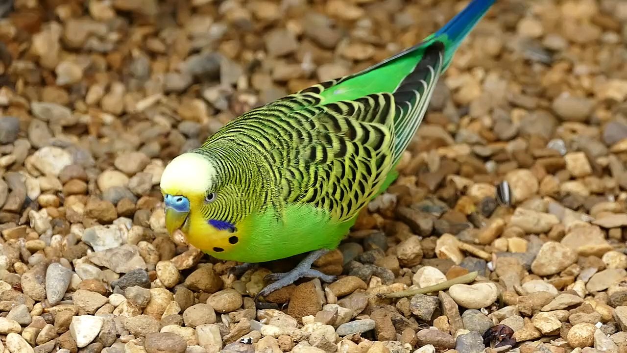 Budgerigar
