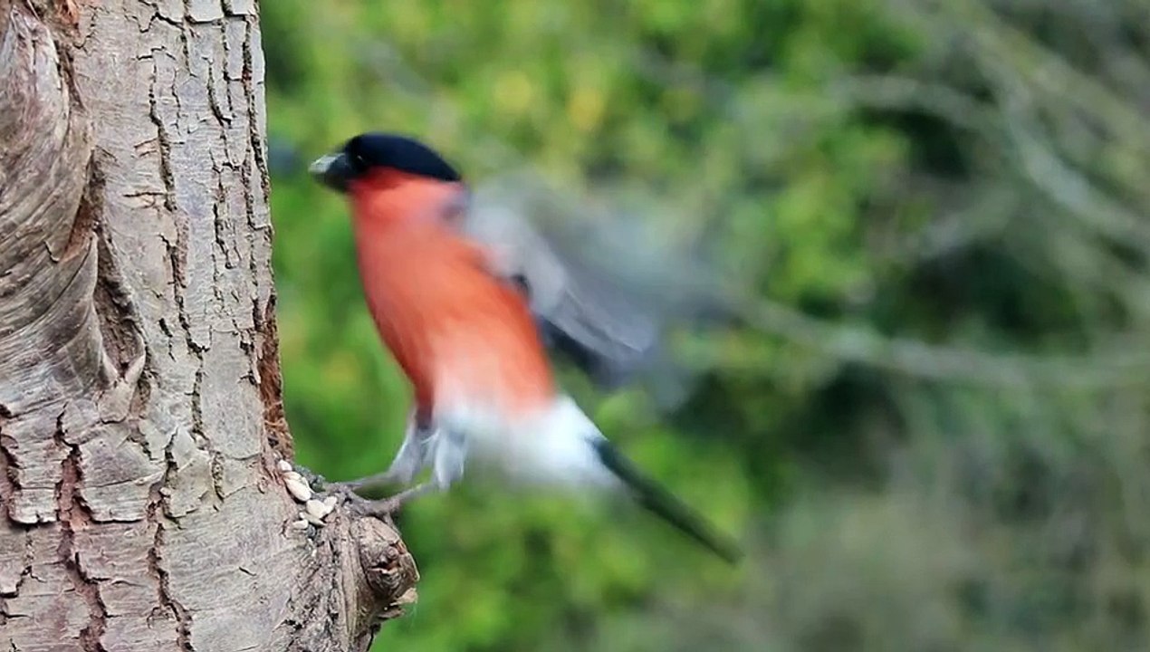 singing bird