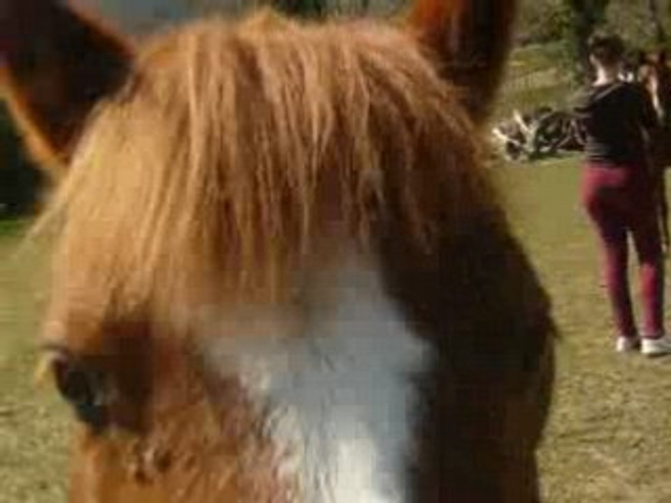 Poney des prés , serait-tu un pot de colle ?