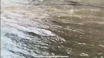 Crocodilo nadou em águas das ruas inundadas em cidade na Austrália