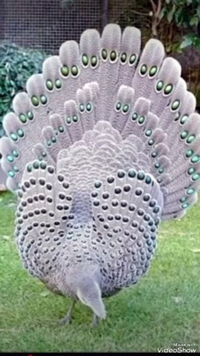 خلق فأبدع (سبحان الله)