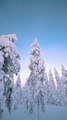 PARADIS BLANC et Pays du Pere Noel : Rovaniemi, Finlande