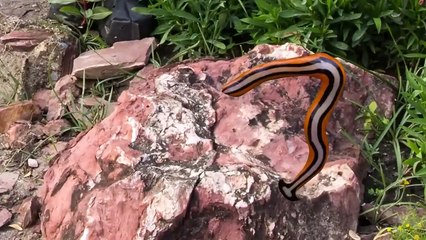 If You See One Of These Creatures, Run! Other Life-Saving Tips!