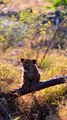 Leopard Cub - My Mother's Kick!!