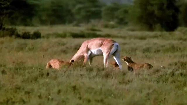 WORLD’S FASTEST ANIMALS FAIL! Grant’s Gazzele Take Down Cheetah With Horns, Lion Hunt Imapala Fail