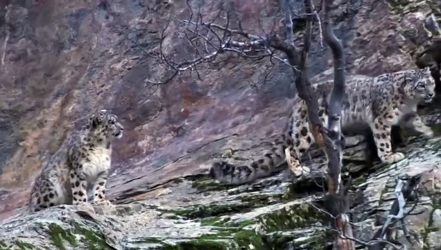 Mother Mountain Goat Protect Her Baby From Snow Leopard Hunting, Animals Hunt Fail