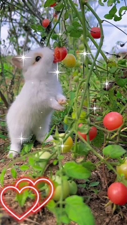 Rabbit eat
