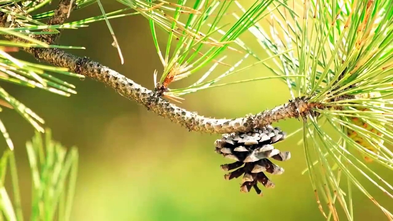 Relaxing Music for Deep Sleep ~ Fall Asleep Fast ~ Calming Music ~ Stress Relief