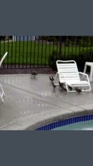 * Diversión en Formación: Travesuras de Patitos que Te Harán Sonreír