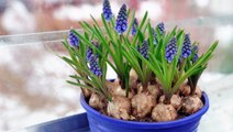 8 Tips for Planting Flower Bulbs in Winter—Including How to Grow Them Indoors
