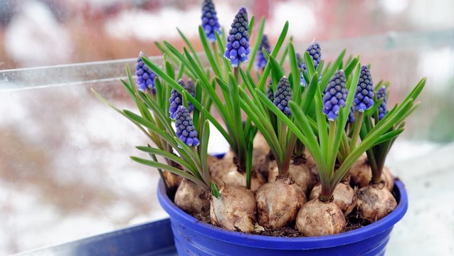 8 Tips for Planting Flower Bulbs in Winter—Including How to Grow Them Indoors