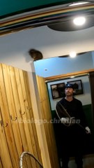 Esquilo "invade" loja, se esconde em provador e diverte funcionárias em SC