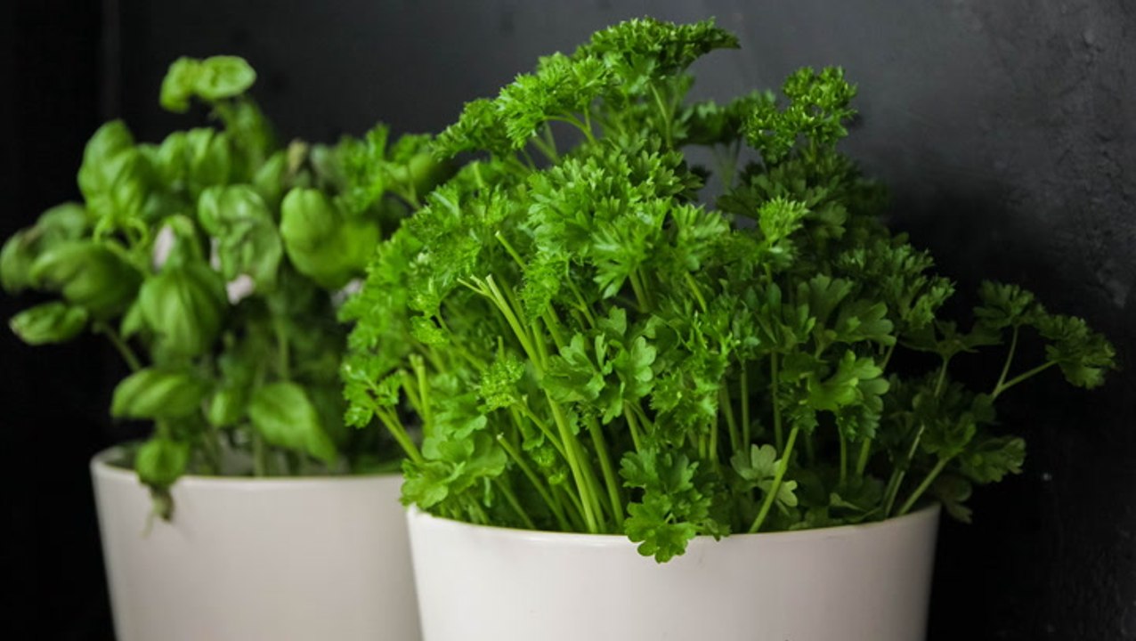 Is Parsley a Perennial That Will Grow Back Each Year?