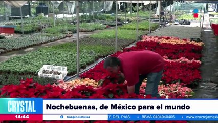 La nochebuena es el símbolo de la navidad