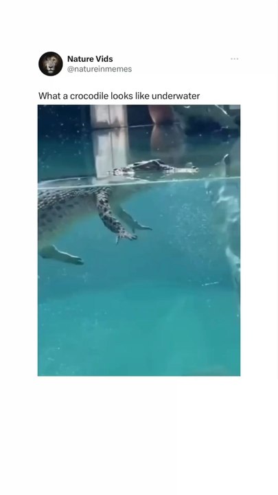 underwater crocodile