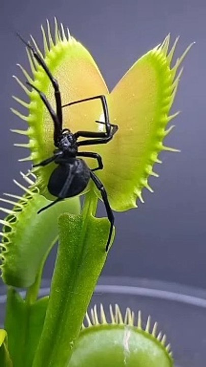 amazing plants part1