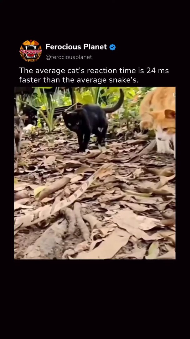 Cat Reaction
