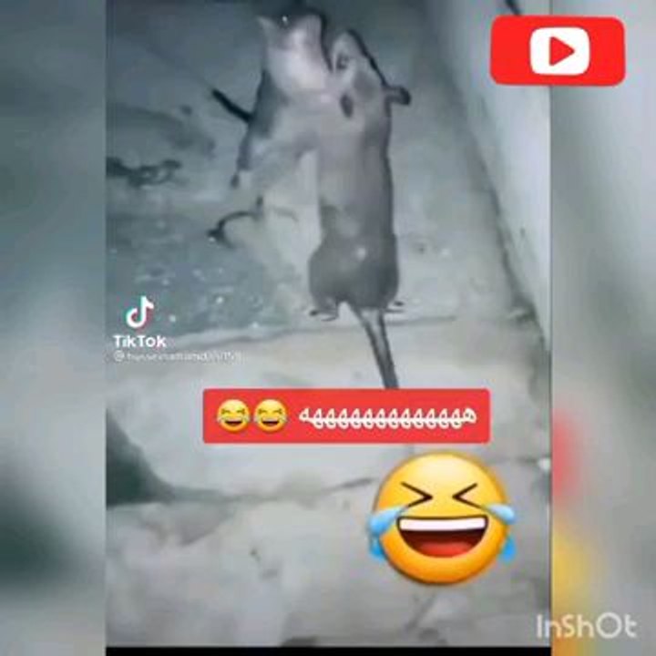 La guere des souris