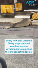 'Neil The Seal' rampages through Tasmania