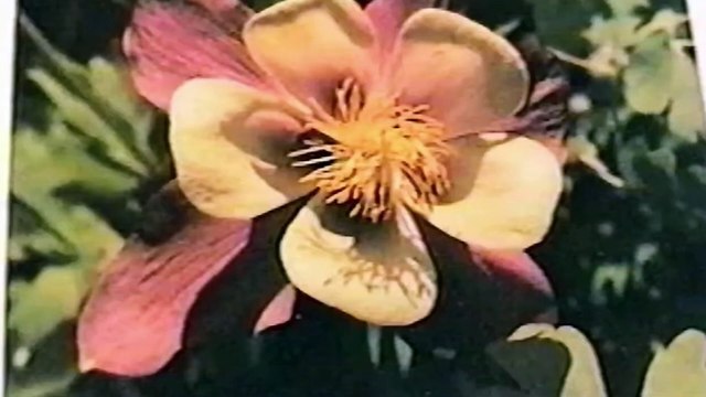 Propane & Pipe-Bombs Part II: April 20th to April 24th 1999