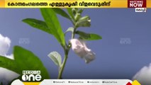 കോതമംഗലം ജില്ലാ കൃഷിത്തോട്ടത്തിൽ എള്ള് വിളവെടുപ്പിന് പാകമാകുന്നു