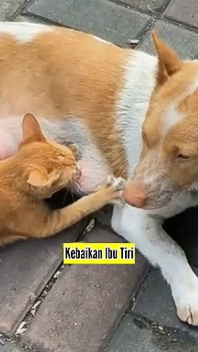 Kebaikan Ibu Tiri, Memberikan Susu Kepada Anak Tiri
