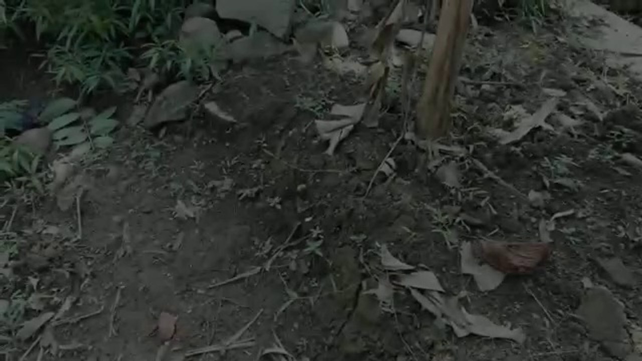 Dodo Dino dalam petualangan mencari mainan yang paling menyenangkan!