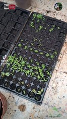 وجعلنا من الماء كل شيء حي