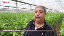 Israël : des bénévoles au secours des agriculteurs