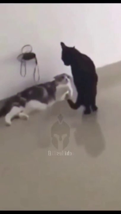 The End  #funny #funnyvideos #animals #dog #cat #pet #viarl #foryou