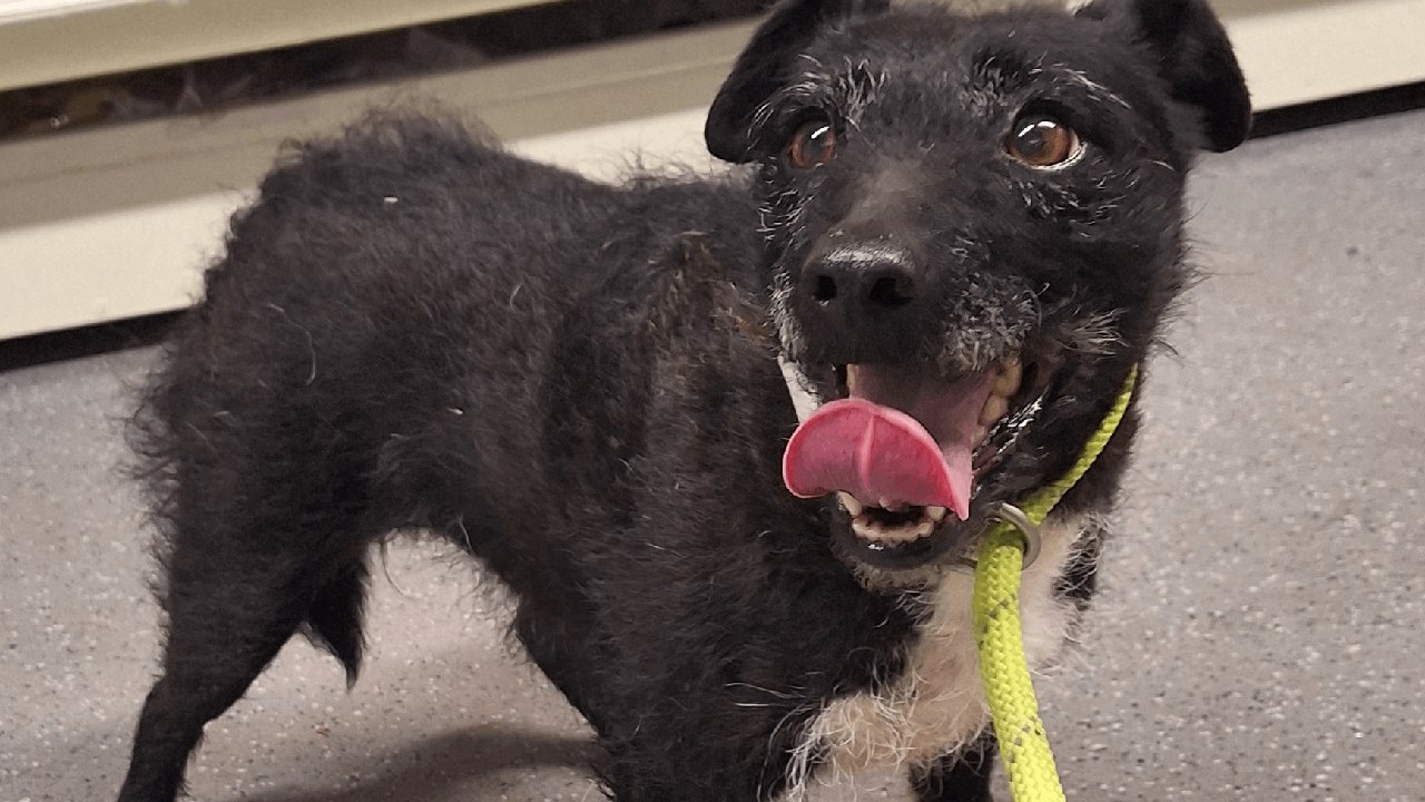 Dog missing for over SIX YEARS found alive and...