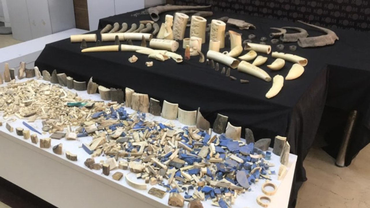 Polis baskınında, yüzlerce yabani hayvan dişi ve boynuzu ele geçirildi