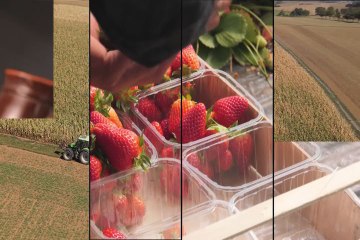 Il gambero viola di Gallipoli. Eccellente prelibatezza da gourmet