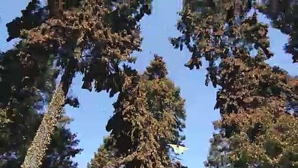 La increíble migración de la mariposa monarca