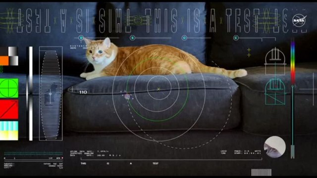 La Nasa invia un video con un gatto dallo spazio profondo