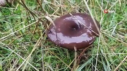 Mantar zehirlenmesinin sonuçları organ yetmezliğine kadar gidebilir