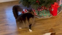 Mischievous Maine Coon meow-rvelously chases his own tail after messy antics go wrong