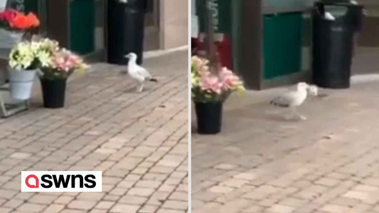 Möwe stiehlt jeden tag aus demselben geschäft