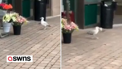 Möwe stiehlt JEDEN TAG aus demselben Geschäft