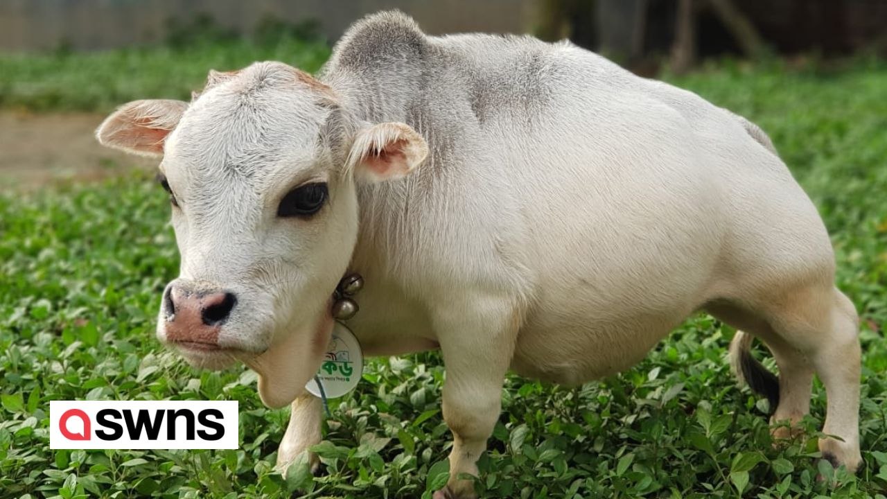 Die kleinste Kuh der Welt - ein Mini-Vieh nur 50 cm groß