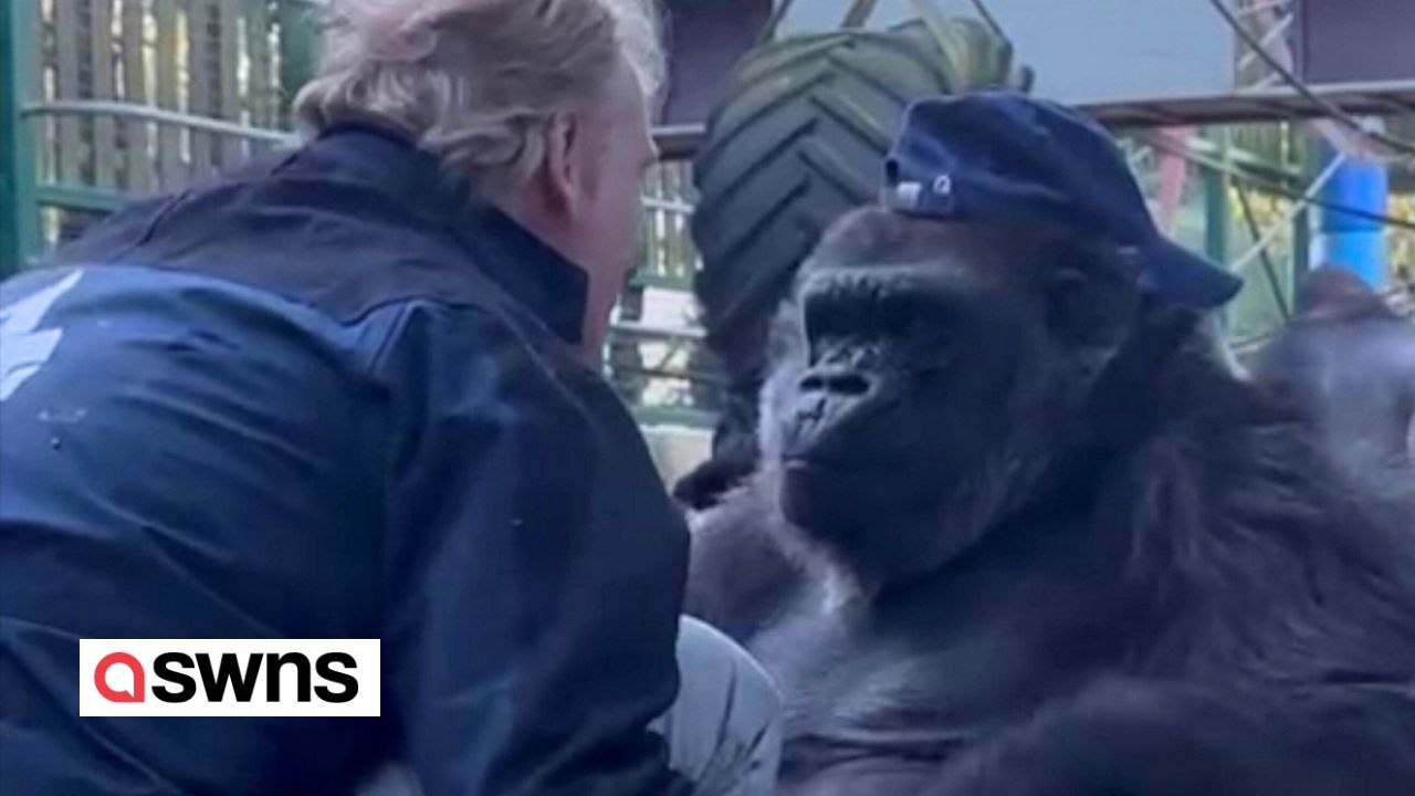 Gorillas besonderer moment mit dem mann, den sie seit ihrer geburt kennt