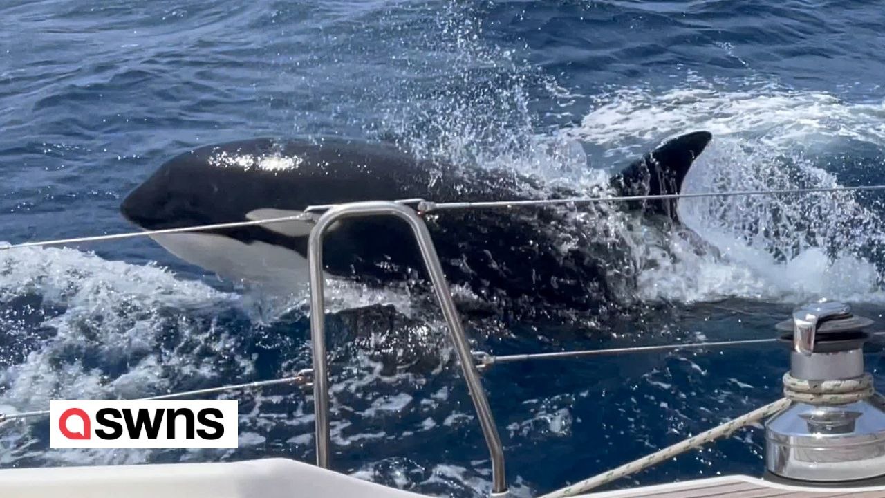 Ehepaar auf segelkurs von killerwalen angegriffen