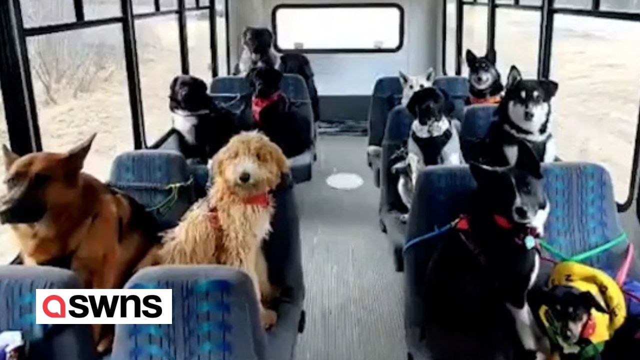 Hundeausführerin erobert mit ihrem einzigartigen hundekleinbus das internet im sturm
