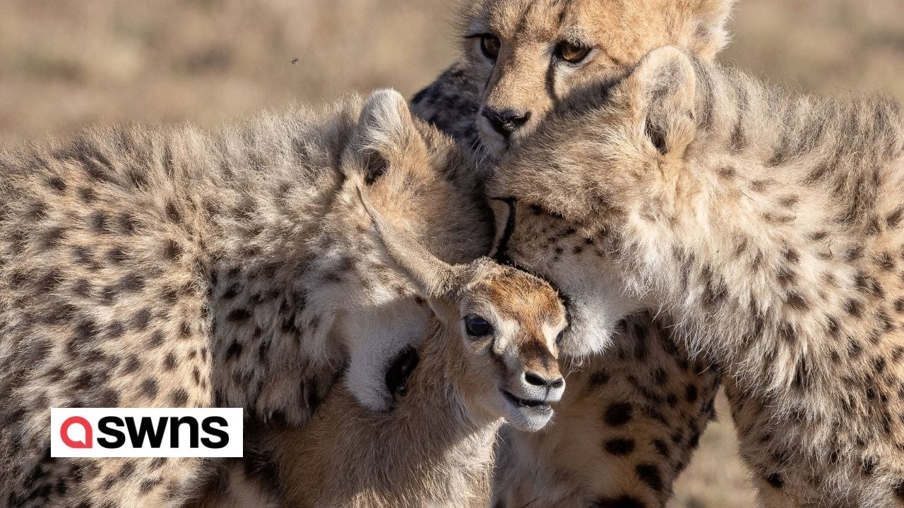 Gepardenjunge spielen mit einer Gazelle – bevor ein Pavian sie stiehlt