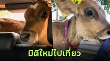 ไวรัล ! สาวใจบุญไปเที่ยว แต่ขากลับได้ลูกวัวกำพร้ามาเลี้ยงที่บ้าน