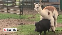 Alpaka wird von einem Schwein Huckepack genommen