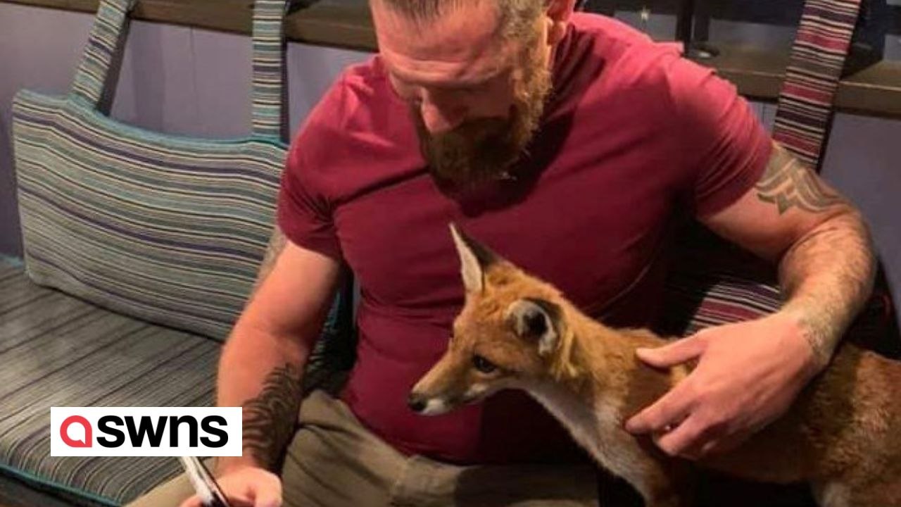 Wilder Fuchs kuschelt sich an Mann im Biergarten einer Kneipe