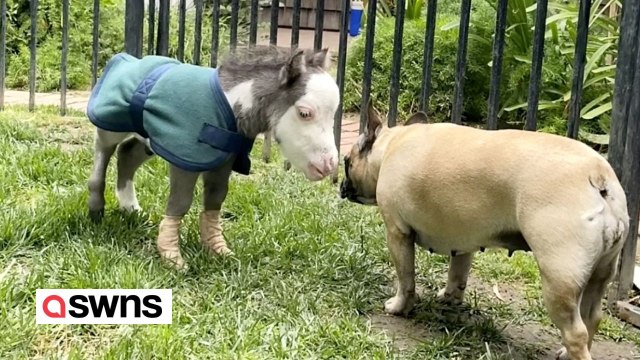 „Kleinstes Pferd der Welt lebt im Haus und hat drei Hundefreunde