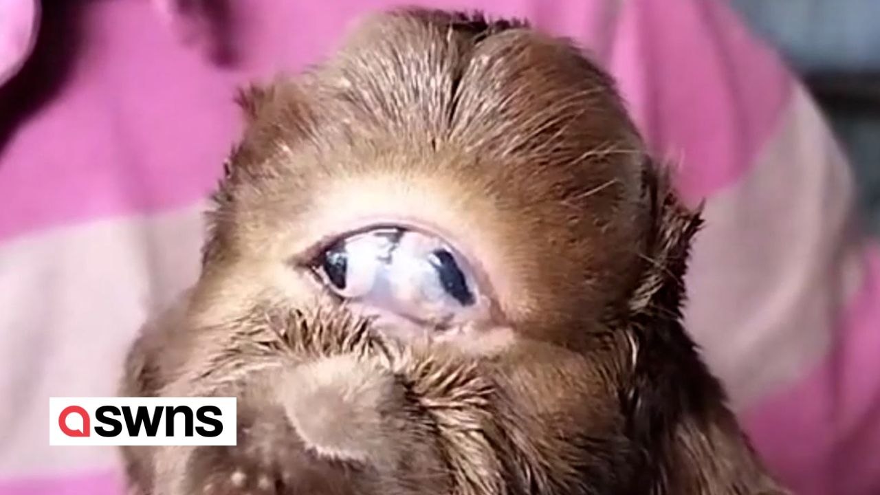 Die Ziege hat ein großes Auge in der Mitte ihres Gesichts